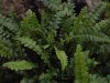 Show product details for Blechnum penna-marina